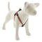 Lupine MicroBatch Step In Dog Harness 3/4" x 15"-21" Watermelon - Poudre Pet & Feed Supply